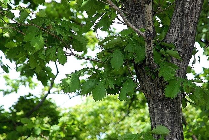你知道怎样种植橡子树吗？