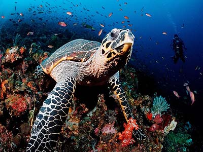 你清楚玳瑁和海龟的区别吗 海龟是玳瑁吗