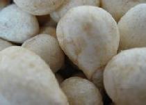 光慈菇的副作用是什么 光慈菇和山慈菇功效一样吗?