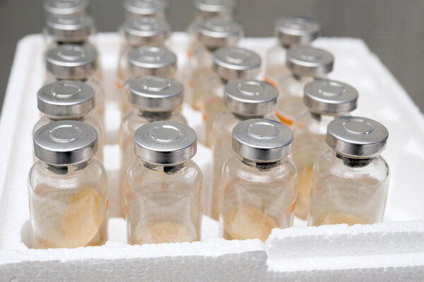 疫苗接种，可将黄热病爆发风险降低了86%