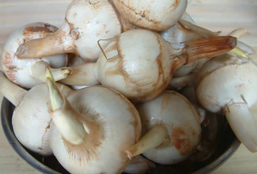 慈菇 慈菇是什么植物