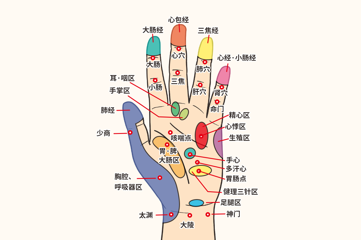 手的经络和反射区图（经络图手部）