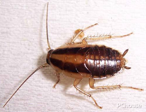 蟑螂的危害 蟑螂的危害及控制有哪些?