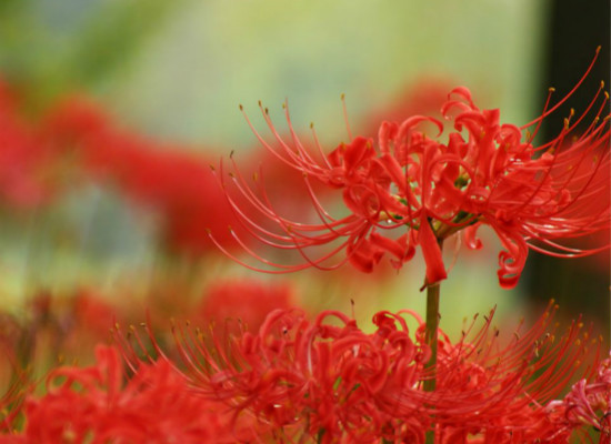 彼岸花的传说与花语，你都知道么（彼岸花的传说是什么）