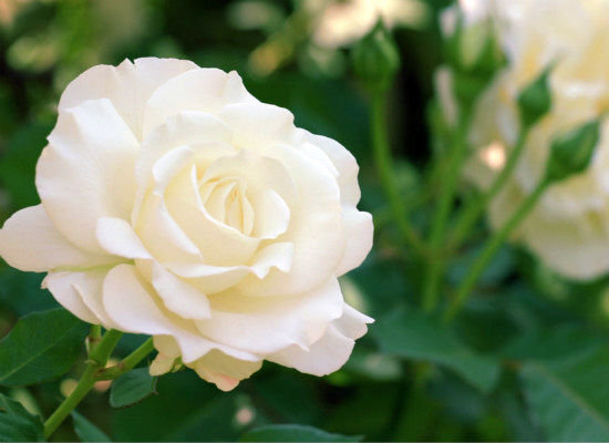 11朵白玫瑰代表什么意思，而不同颜色又有哪些含义？