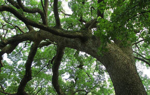 樟树的资料，及其简单介绍 关于樟树的资料介绍