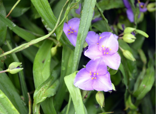 白芨的种植技术，你都造么？（白芨在什么条件下可以种植）