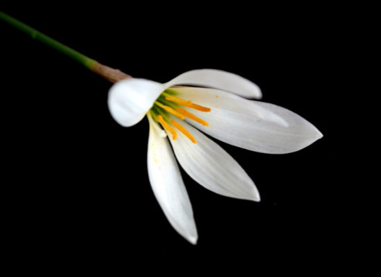 白花葱兰的种植技巧，你都掌握了么 白花葱兰的种植技巧,你都掌握了么