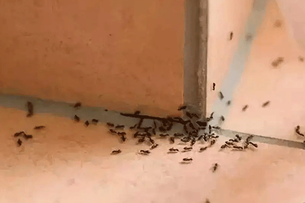 厨房为什么会有蚂蚁（厨房为什么会有蚂蚁就是热天的原因）