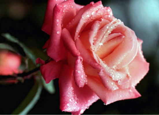 你知道粉红玫瑰代表什么意思吗（粉红玫瑰都代表着什么）