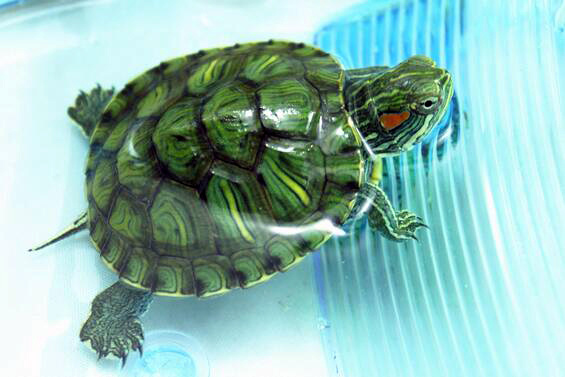巴西彩龟，丰富你的生活 巴西彩龟的特点