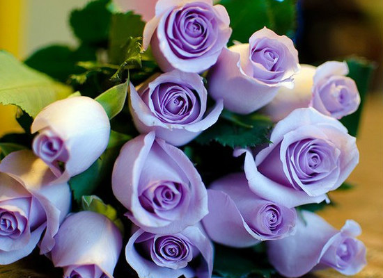 你知道紫玫瑰的花语是什么吗 你知道紫玫瑰的花语是什么吗英语