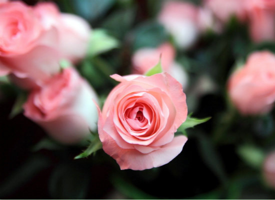 粉玫瑰的花语，表达*纯真的爱恋 粉玫瑰的花语和象征意义