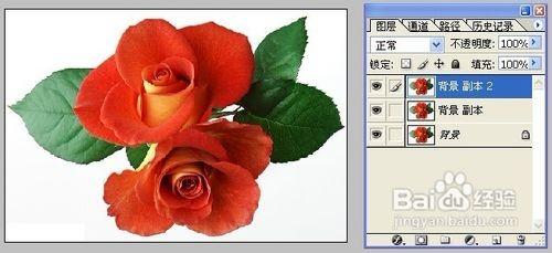 怎样用Photoshop制作彩色玫瑰 ps素材玫瑰花