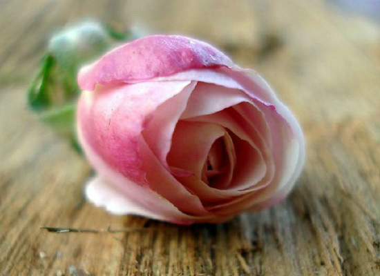粉色玫瑰的花语代表对你特别的关怀（粉色玫瑰的花语代表对你特别的关怀英语）