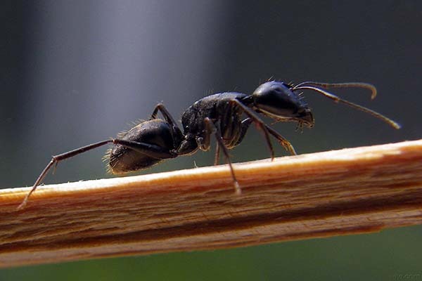蚂蚁进家说明要发财 家里进蚂蚁是吉还是凶兆