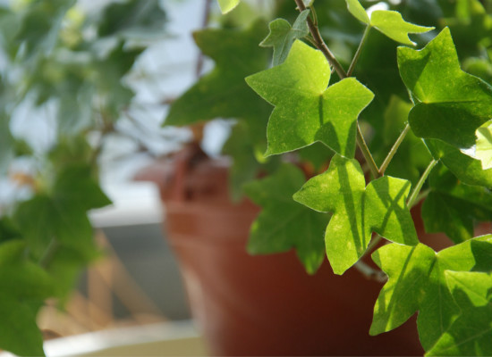 能有效去除甲醛的室内植物有哪些？