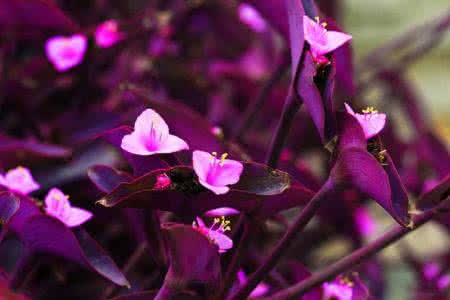 紫叶鸭跖草的功效和作用是什么呢