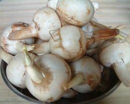 光慈菇的人工种植有什么要求