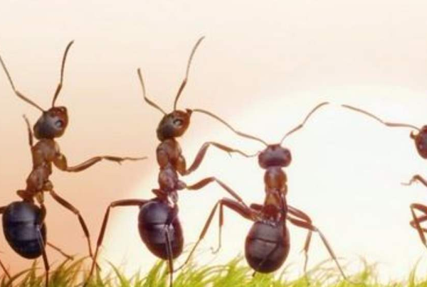 家里有蚂蚁是什么原因 家里有蚂蚁是什么征兆 家里有蚂蚁怎么办能根除