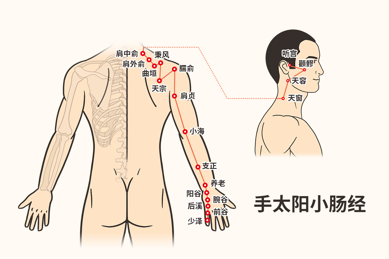 小肠经的循行路线以及经络图