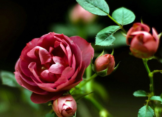 你知道野蔷薇的花语有哪些吗？