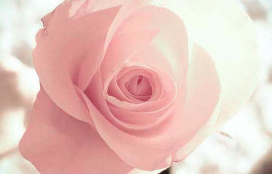 了解粉玫瑰花语，表达你真正的心意
