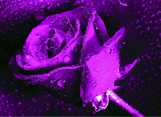 紫玫瑰代表什么，而它的花语又有哪些含义？