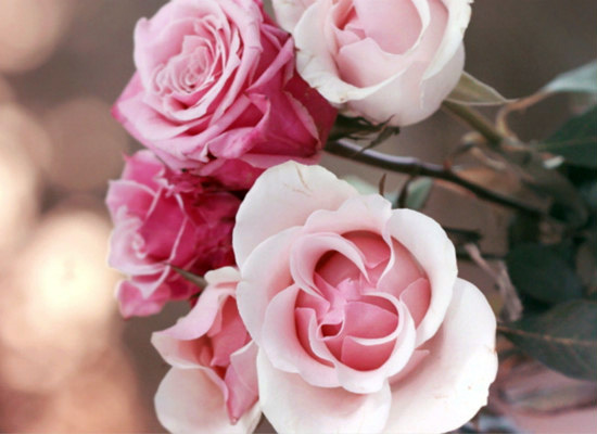 粉色玫瑰的花语代表对你特别的关怀