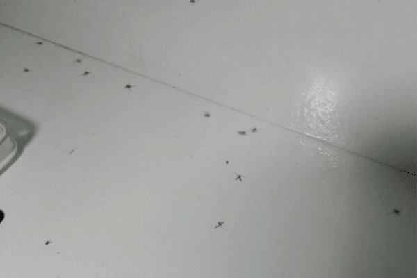 卫生间的小飞虫从何而来 卫生间的小飞虫怎样解决