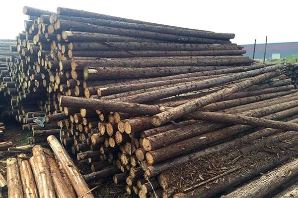 杉木板材和松木板材哪个好 杉木板材的优缺点 杉木板材价格多少一张