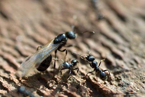 蚂蚁进家说明要发财 风水上说家里有蚂蚁 家中有蚂蚁怎么根除