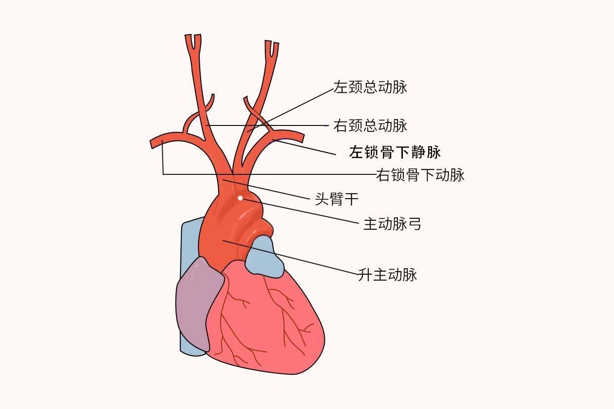 主动脉弓解剖图