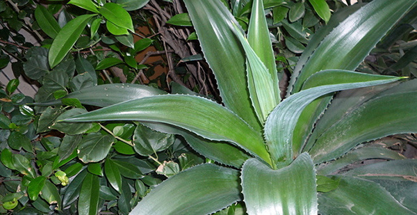 装修除甲醛方法 植物除甲醛介绍