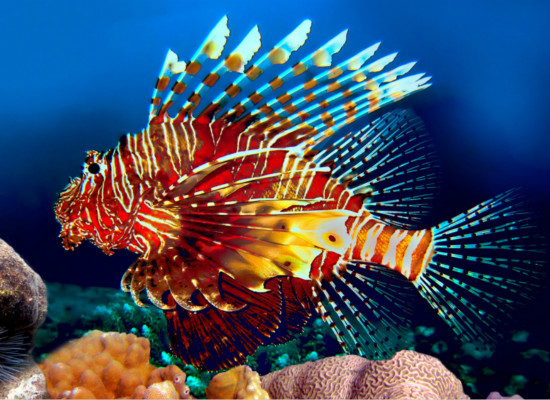 常见的热带鱼种类，你都认识么？
