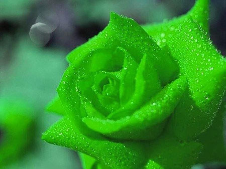 绿玫瑰的花语，你听过吗？