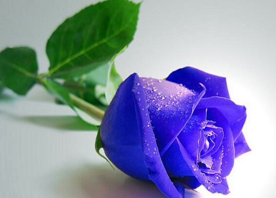 紫玫瑰花语羽传说，凄美而动人