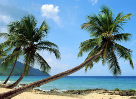 关于椰子树的资料 你都清楚吗？