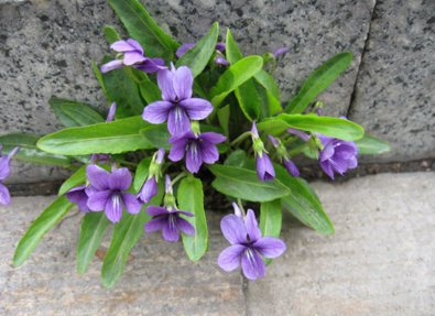紫花地丁的图片是什么样子呢