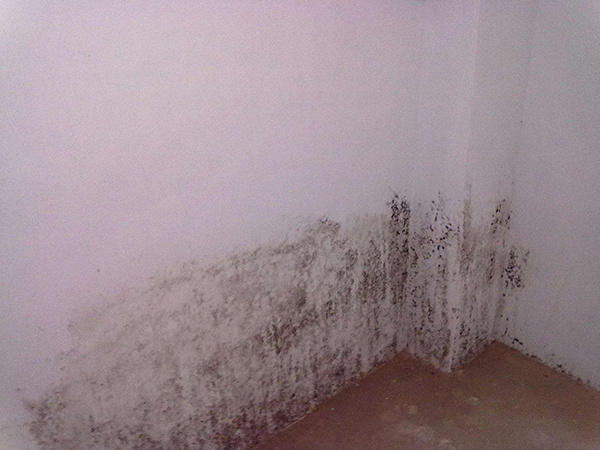 空气湿度增加墙面易发霉 墙面发霉要怎么处理和预防？ 
