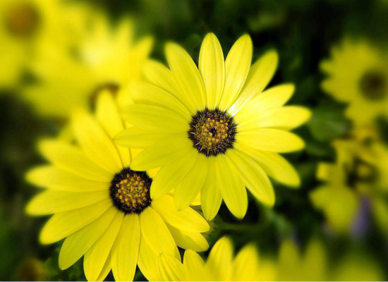 太阳花的象征意义是什么 又有何寓意？