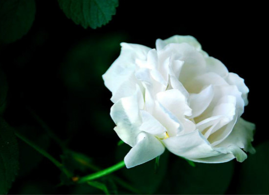 11朵白玫瑰代表什么意思，而不同颜色又有哪些含义？