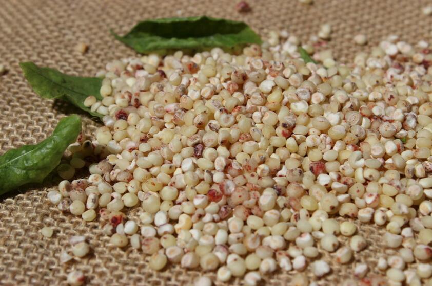 高粱米的功效与作用及食用禁忌