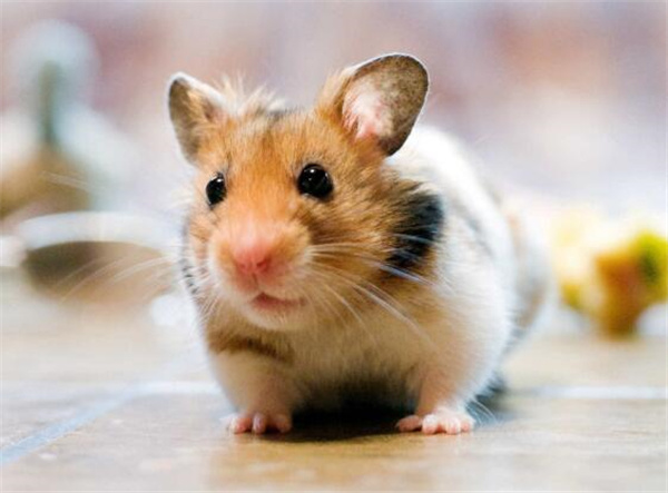 家里有老鼠有什么危害 家里有老鼠有什么预兆 家里有老鼠怎么办能根除