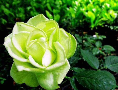 绿玫瑰：怀揣美好祝福的“天上之花”
