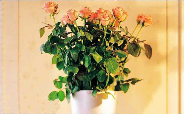 盆栽玫瑰花怎么养 盆栽玫瑰花怎么养能开花