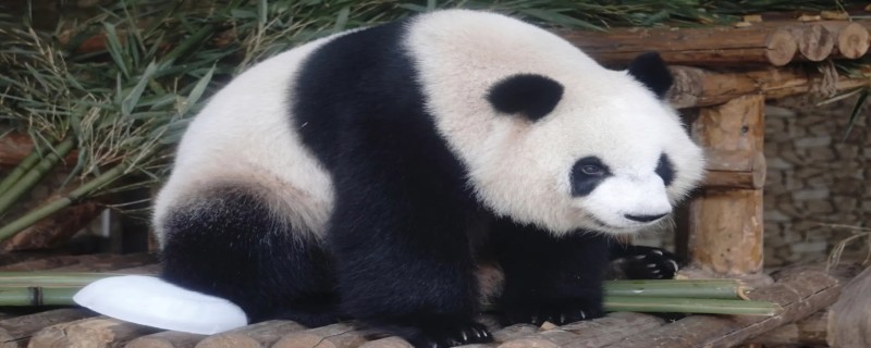 熊猫的谜语
