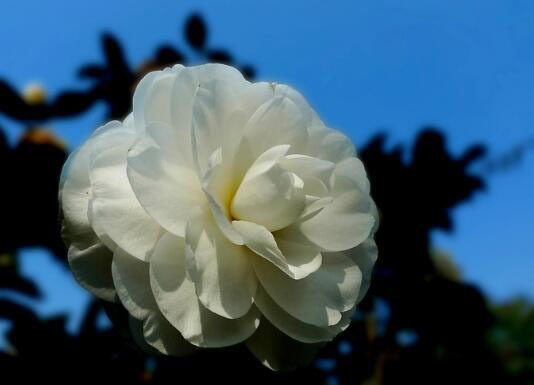 集美貌与价值于一身的白茶花