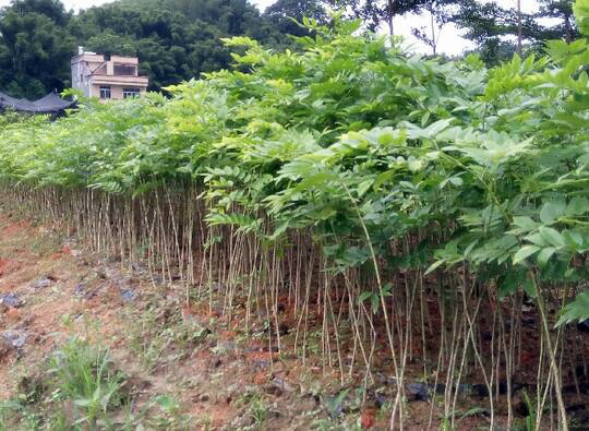 黄花梨树种植 栽种黄花梨