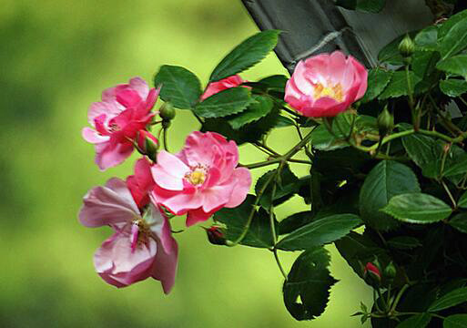 养殖蔷薇花 装扮小清新家居环境